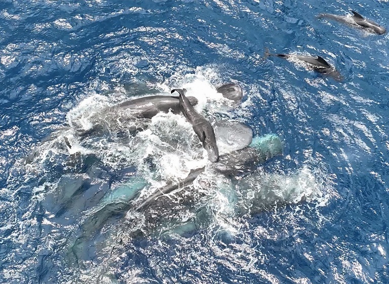 野生抹香鲸群分娩协助