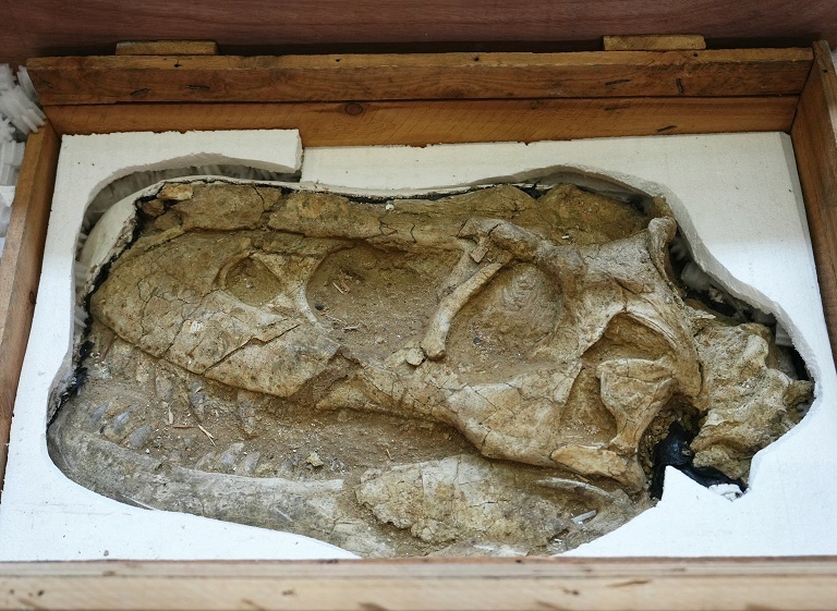 法国归还蒙古恐龙化石