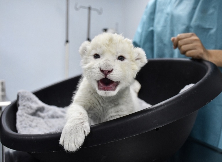 委内瑞拉新生白狮幼崽