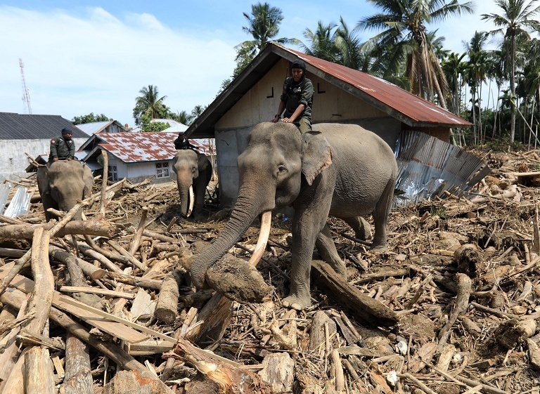 印尼大象协助灾后清理