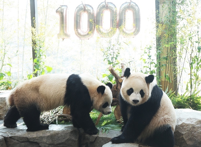 旅韩大熊猫双胞胎出生1000天