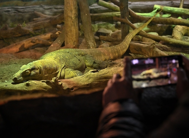 亚洲首例科莫多巨蜥单性生殖