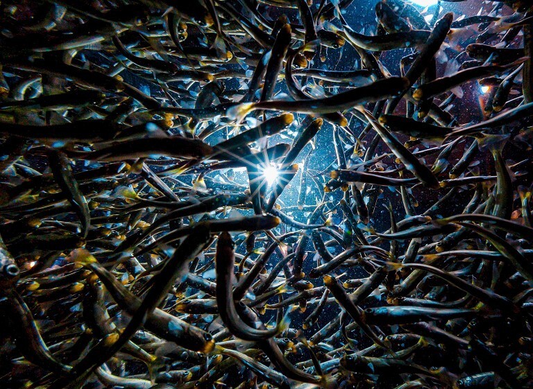 俄罗斯投放大马哈鱼苗