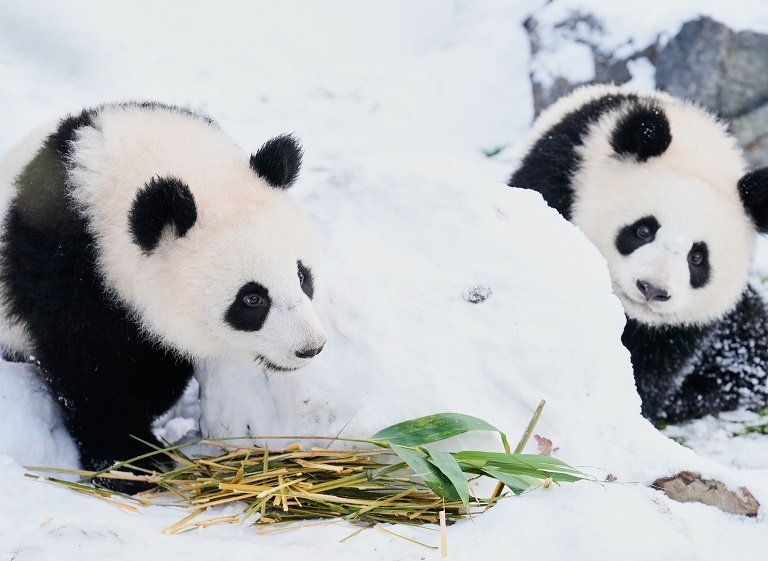柏林大熊猫雪中玩耍