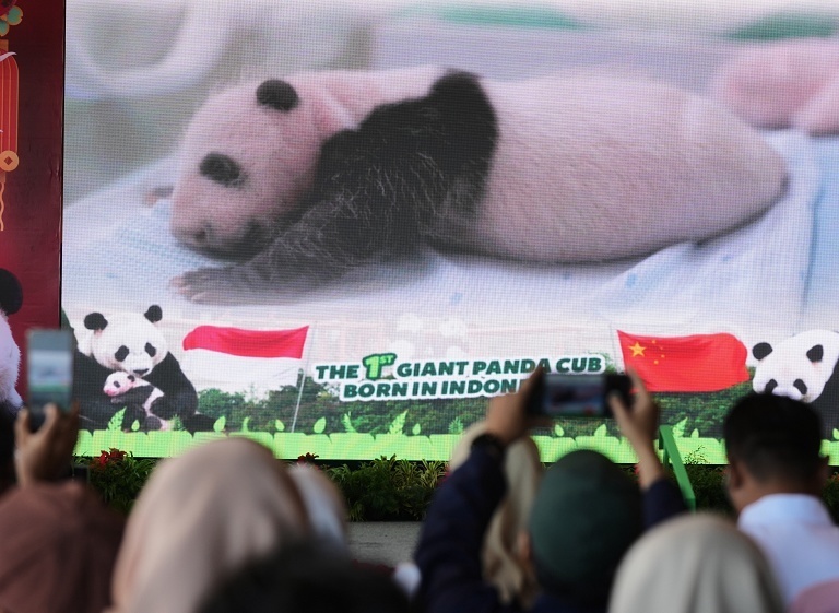 印尼介绍新生大熊猫