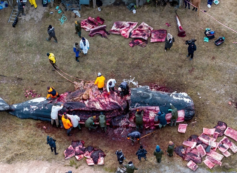 丹麦海滩搁浅抹香鲸