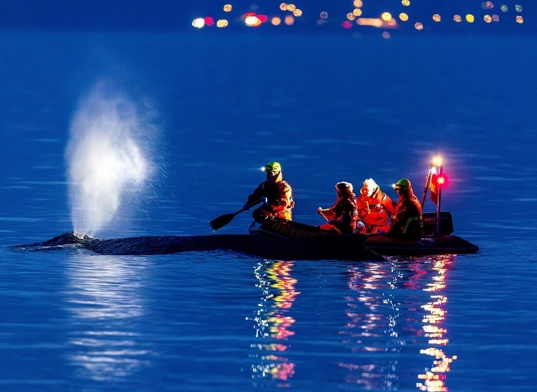 德国救援搁浅座头鲸