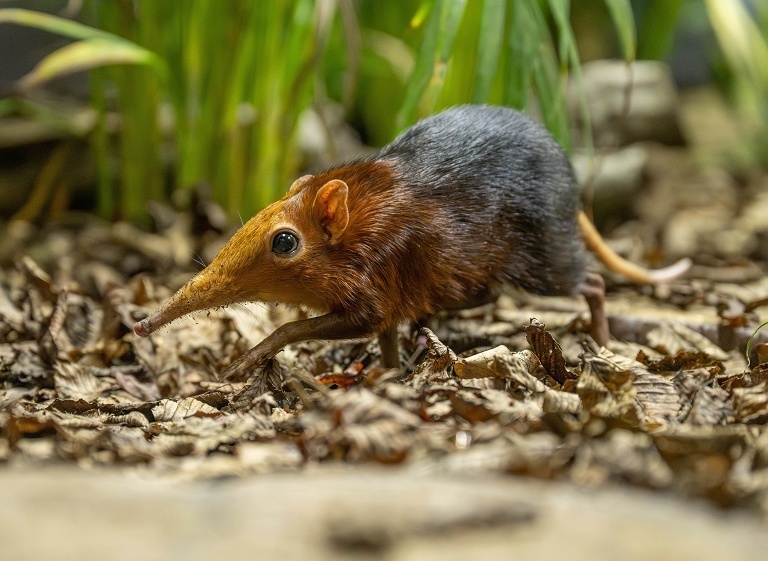 英国成功繁育黑象鼩