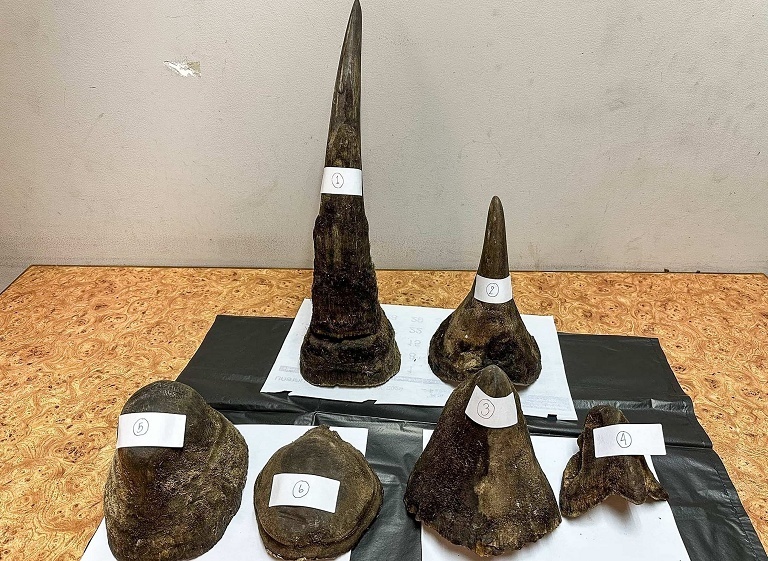 泰国查获走私犀牛角