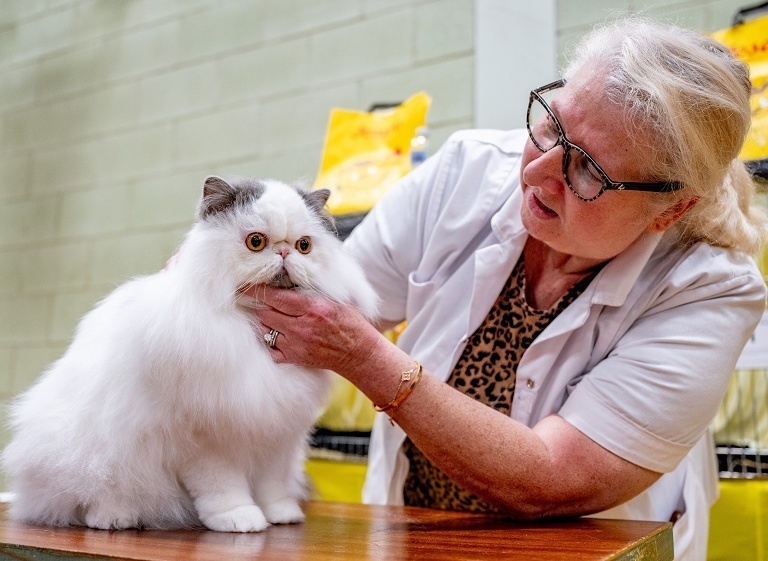 英国猫咪选美比赛