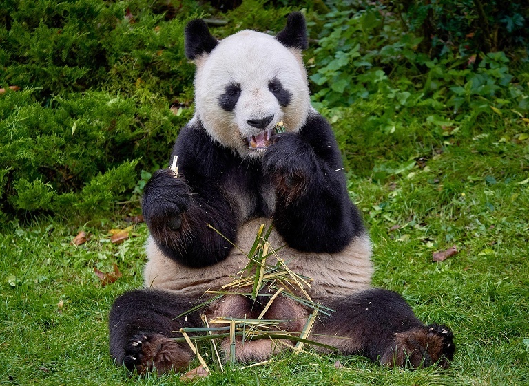 旅法大熊猫即将归国