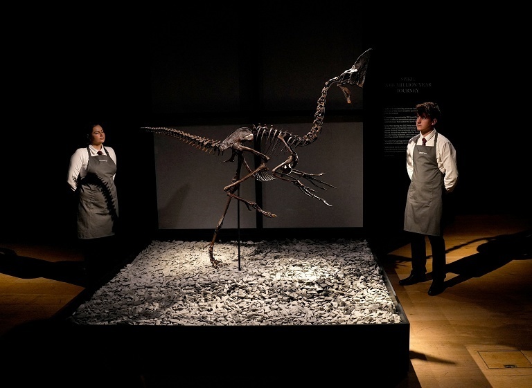 伦敦拍卖近颌龙骨架化石