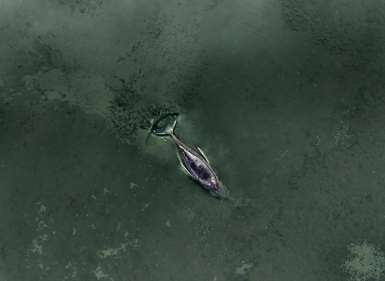 德国放弃救援搁浅座头鲸