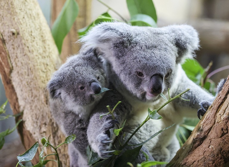 德国新生考拉幼崽命名