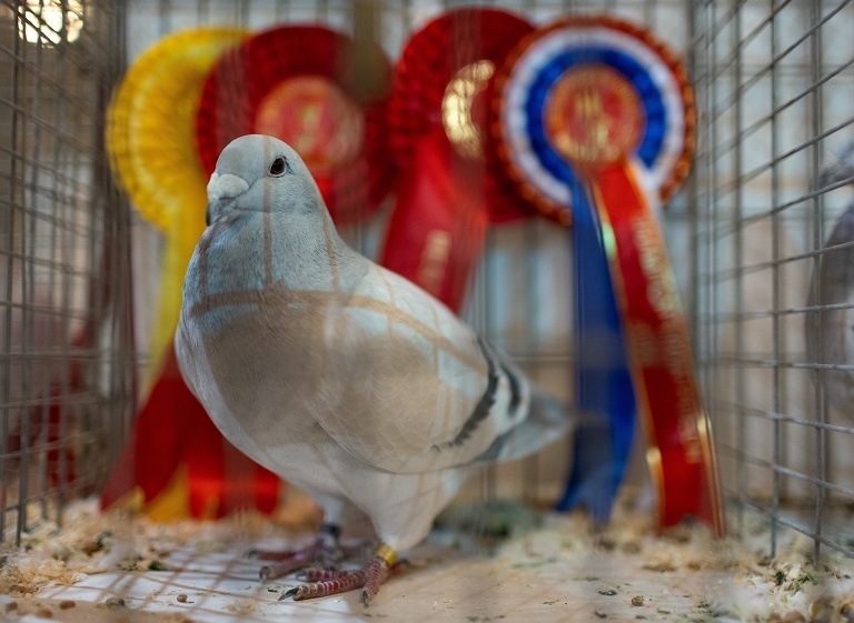 第54届英国国际信鸽展