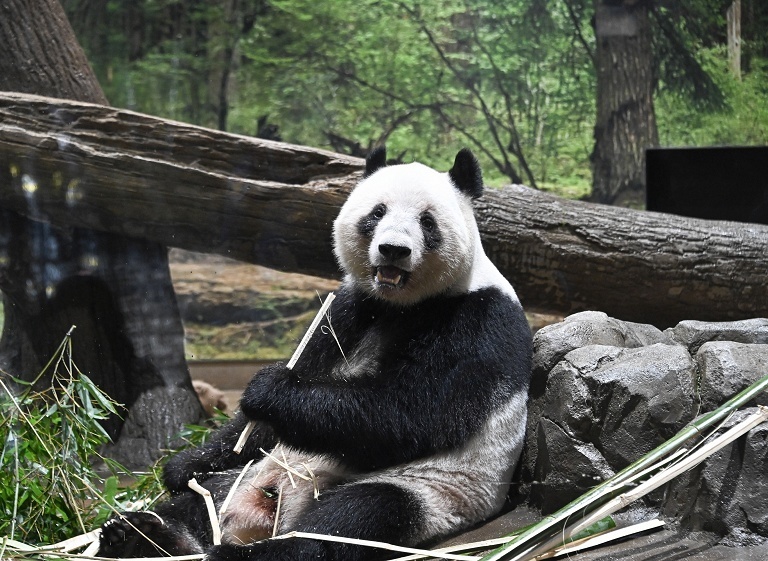 日本民众送别大熊猫