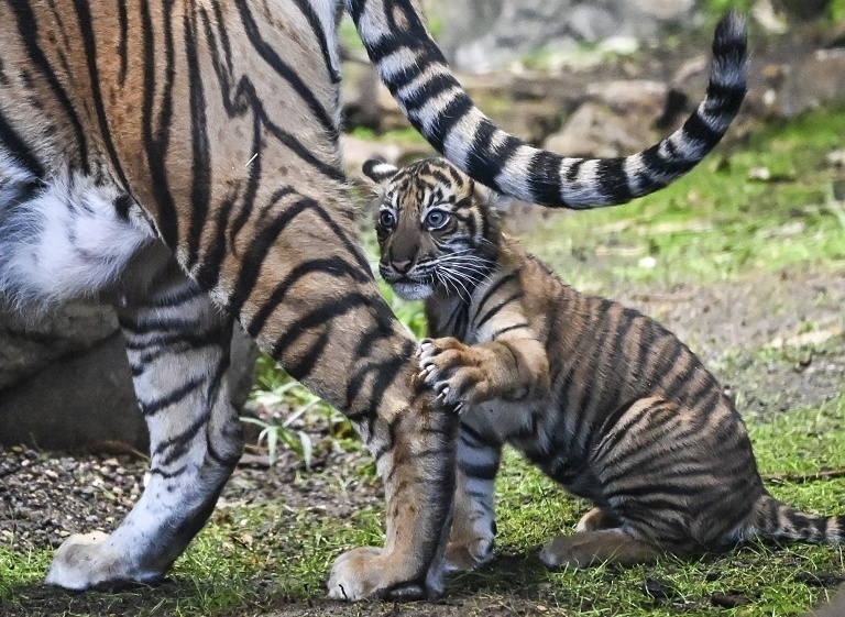 柏林新生苏门答腊虎