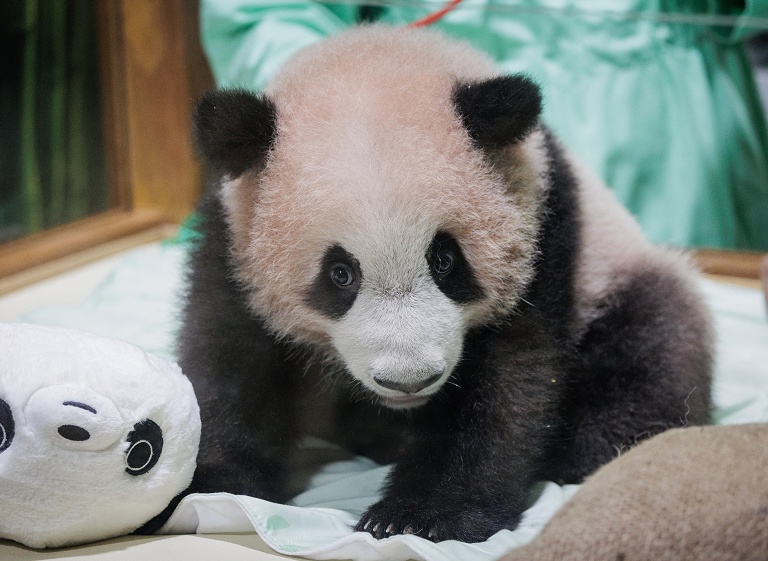 印尼大熊猫幼崽体检