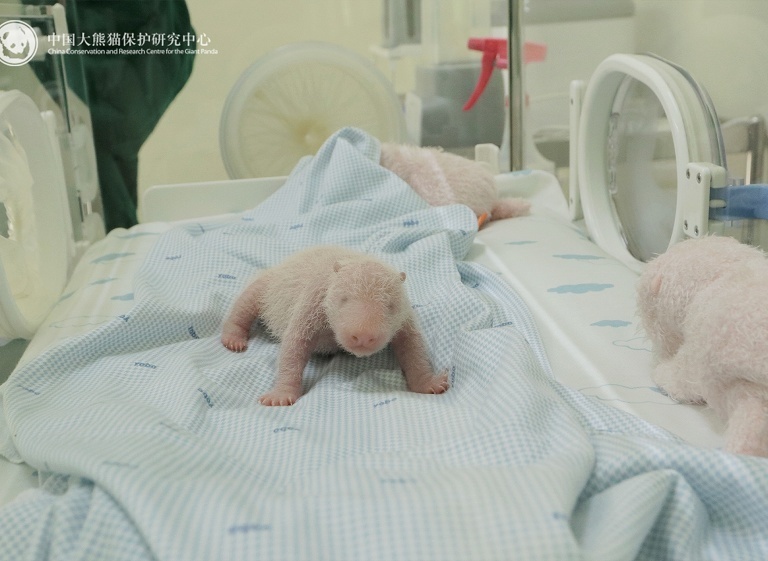 印尼新生大熊猫幼崽
