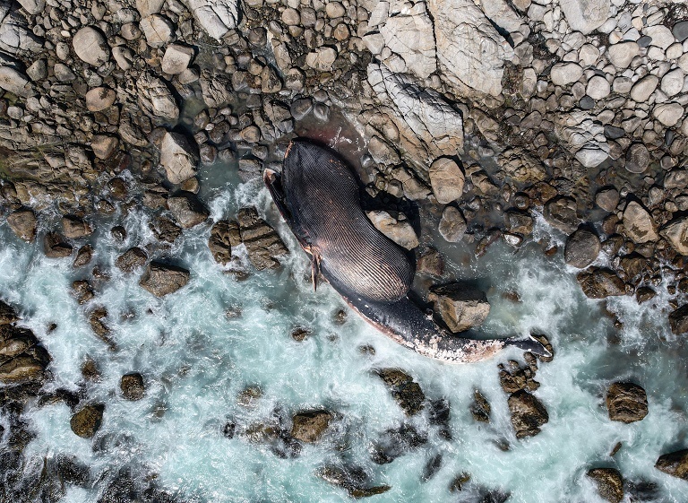 智利海滩搁浅塞鲸