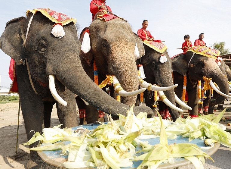 泰国庆祝国家大象日