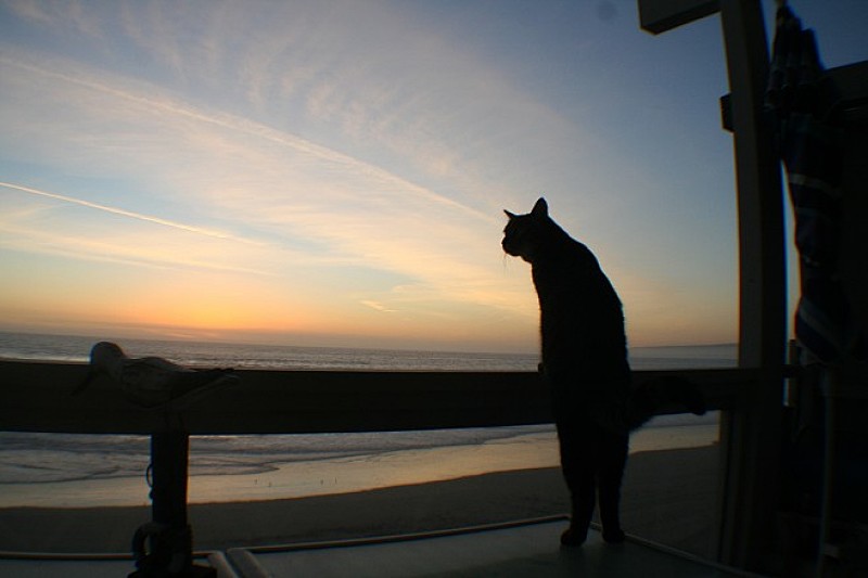 日落背影 - 煎蛋 一日一猫