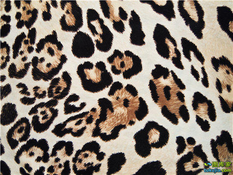 豹纹虎纹豹皮虎皮豹纹背景豹纹图案豹纹素材jpg661