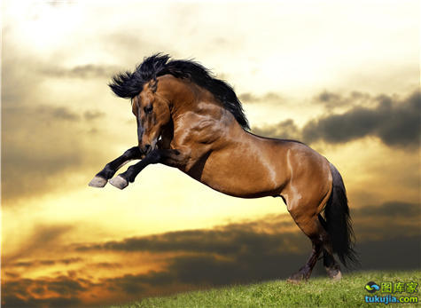 万马奔腾骏马野马烈马马驹白马马匹草原骏马骏马奔跑驰骋小马jpg1103